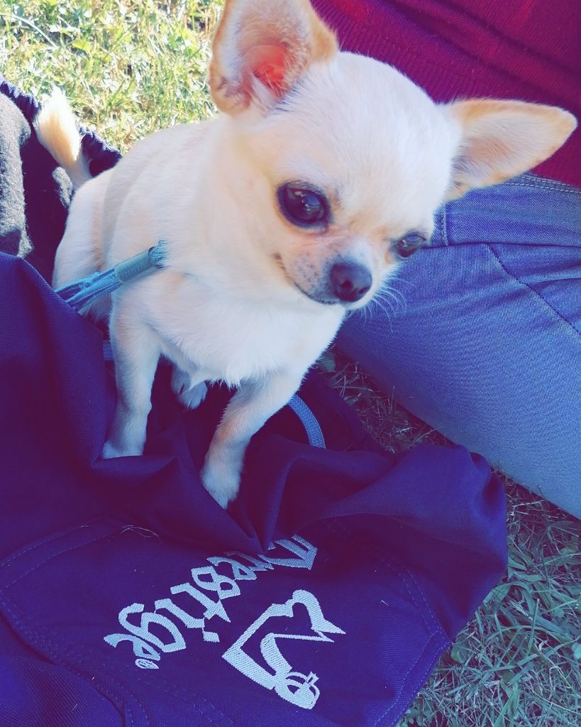 Les Chihuahua de l'affixe Des Reves D'Emmie
