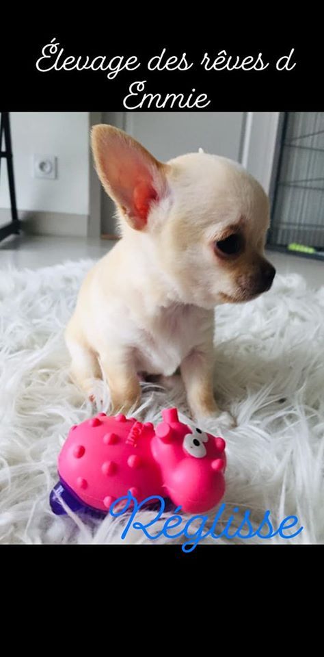 Des Reves D'Emmie - Chiot disponible  - Chihuahua